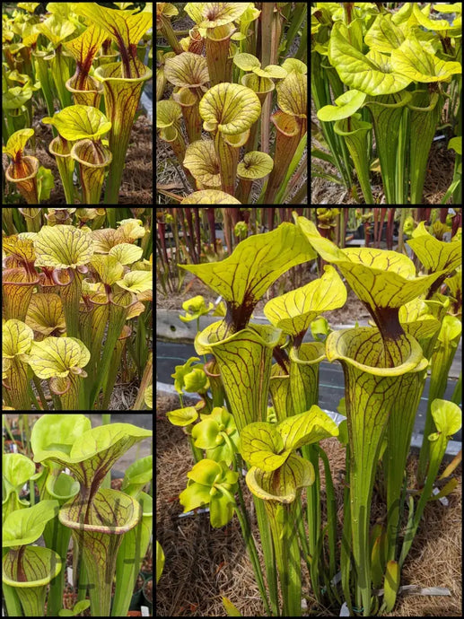 Sarracenia flava var. ornata pitcher plant