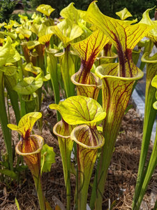 Sarracenia flava var. ornata pitcher plant