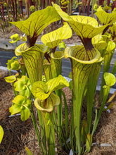 Load image into Gallery viewer, Sarracenia flava var. ornata pitcher plant