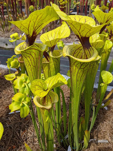 Sarracenia flava var. ornata pitcher plant