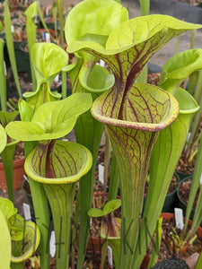 Sarracenia flava var. ornata pitcher plant