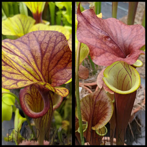 Sarracenia flava var ornata x (flava var rubricorpora x ’Waccamaw’) seeds