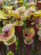 Load image into Gallery viewer, Sarracenia flava var. rubricorpora &quot;Red Tube&quot; Trumpet Pitcher Plant - large divisions!-Flytrap King