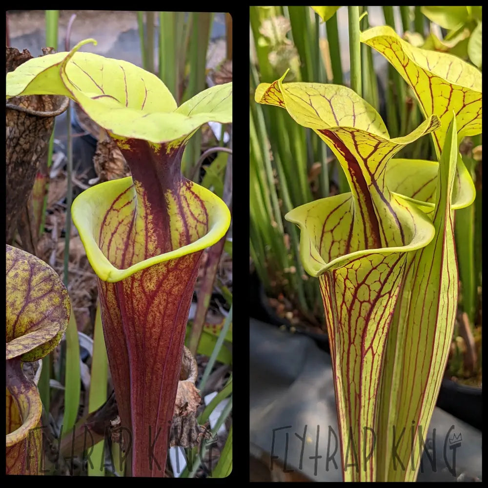 Sarracenia flava var. rubricorpora “Vigorous” x flava var. ornata “Phil’s clone” seeds