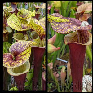 Sarracenia flava var. rubricorpora x flava var. rubricorpora ’Falisi’ seeds