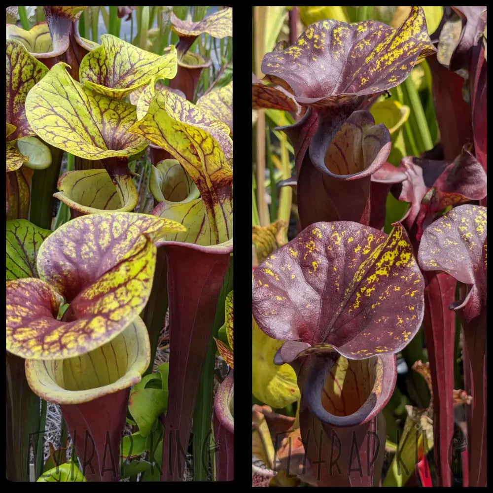 Sarracenia flava var rubricorpora x flava var rubricorpora ’Special Dark’ seeds