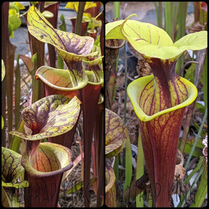 Sarracenia flava var rubricorpora x flava var. rubricorpora "Vigorous" Seeds-Flytrap King