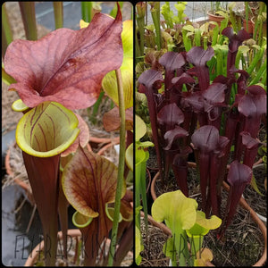 Sarracenia (flava var. rubricorpora x 'Waccamaw') x "Kew Gardens" Seeds-Flytrap King