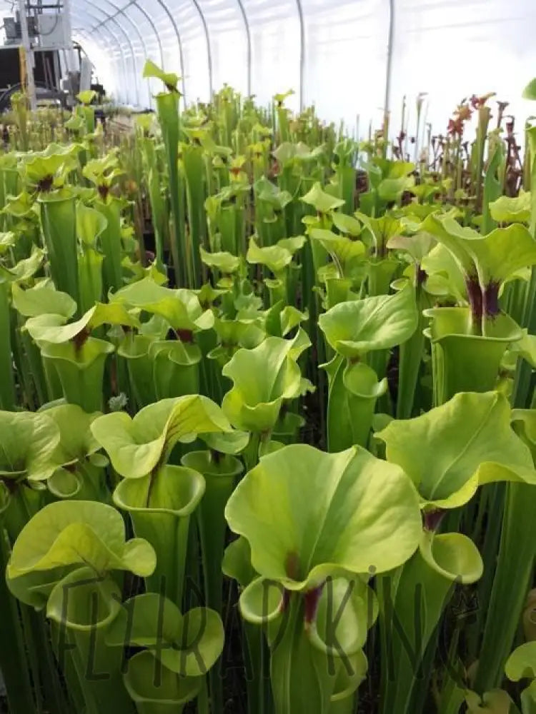 Sarracenia flava var. rugelii - 