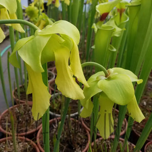 Sarracenia flava var. rugelii - "Cut Throat" Trumpet Pitcher Plant-Flytrap King