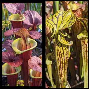 Sarracenia flava ’Waccamaw’ x flava ’Black Veins’ seeds