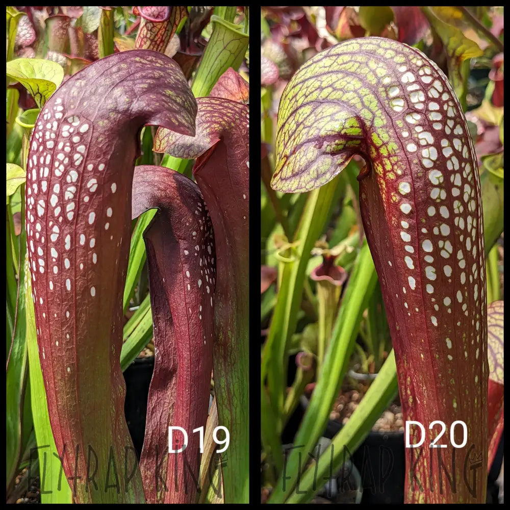 Sarracenia (gilp. x oke x oke) x (gilp. x oke x oke) seeds