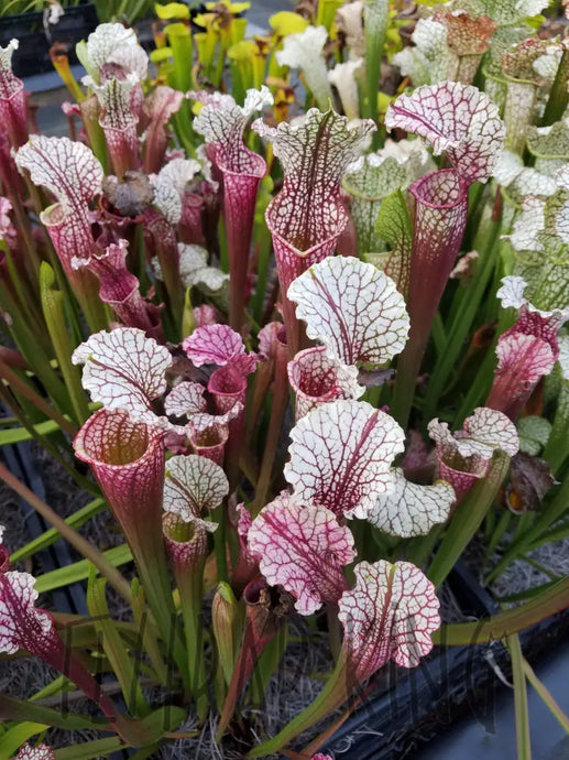 Sarracenia 