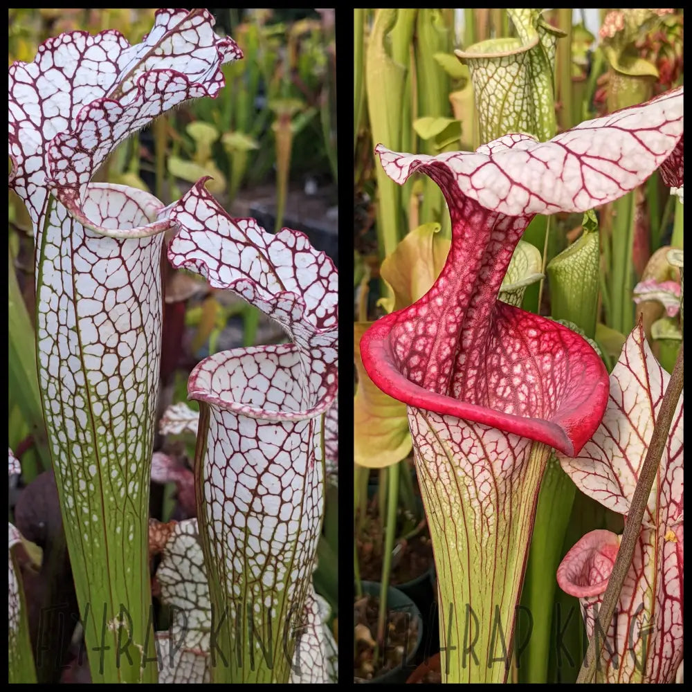 Sarracenia (‘Kilimanjaro’ x ‘Lunchbox’) x ’Caitrin Claire’ seeds