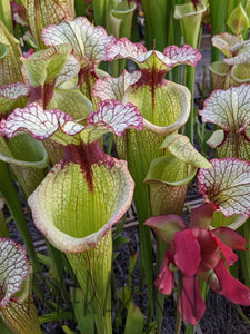 Sarracenia Leah Wilkerson Pitcher Plant-Flytrap King