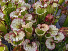 Load image into Gallery viewer, Sarracenia Leah Wilkerson Pitcher Plant-Flytrap King