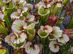 Sarracenia Leah Wilkerson Pitcher Plant-Flytrap King