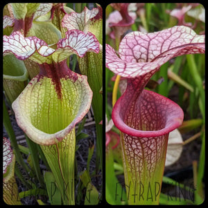 Sarracenia 'Leah Wilkerson' x 'Adrian Slack' Seeds-Flytrap King