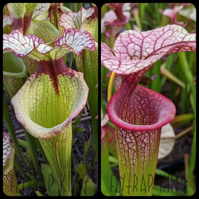 Sarracenia 'Leah Wilkerson' x 'Adrian Slack' Seeds-Flytrap King