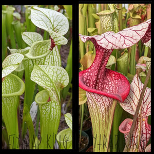 Sarracenia (’Leah Wilkerson’ x umlauftiana) x ’Caitrin Claire’ seeds