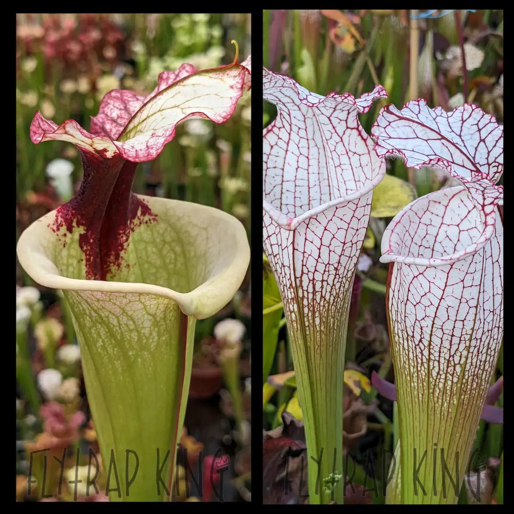 Sarracenia ’Legacy’ x leucophylla ’Puffy Cheeks’ seeds