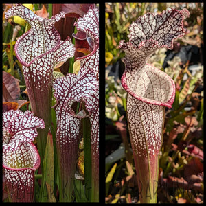 Sarracenia (leuc. ’Franklin A’ x leuc. ’Liberty’) x ’Wilkerson’s Red Rocket’ seeds