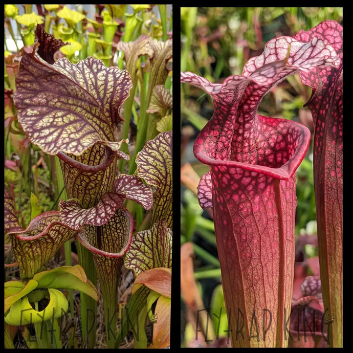 Sarracenia (leuc. x moorei) x ’Ellie Wang’ seeds