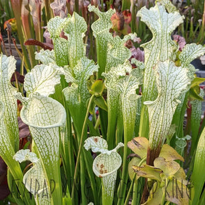 Sarracenia leucophylla "albino" Seeds-Flytrap King