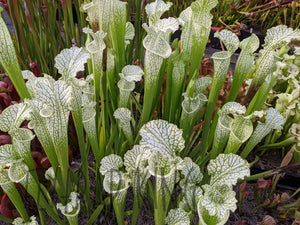 Sarracenia leucophylla Albino White Top Pitcher Plant-Flytrap King