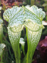 Load image into Gallery viewer, Sarracenia leucophylla Albino White Top Pitcher Plant-Flytrap King