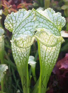 Sarracenia leucophylla Albino White Top Pitcher Plant-Flytrap King