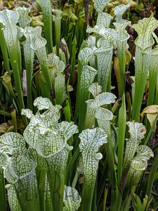 Sarracenia leucophylla Albino White Top Pitcher Plant-Flytrap King