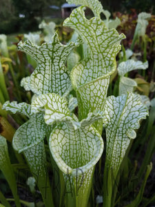 Sarracenia leucophylla Albino White Top Pitcher Plant-Flytrap King