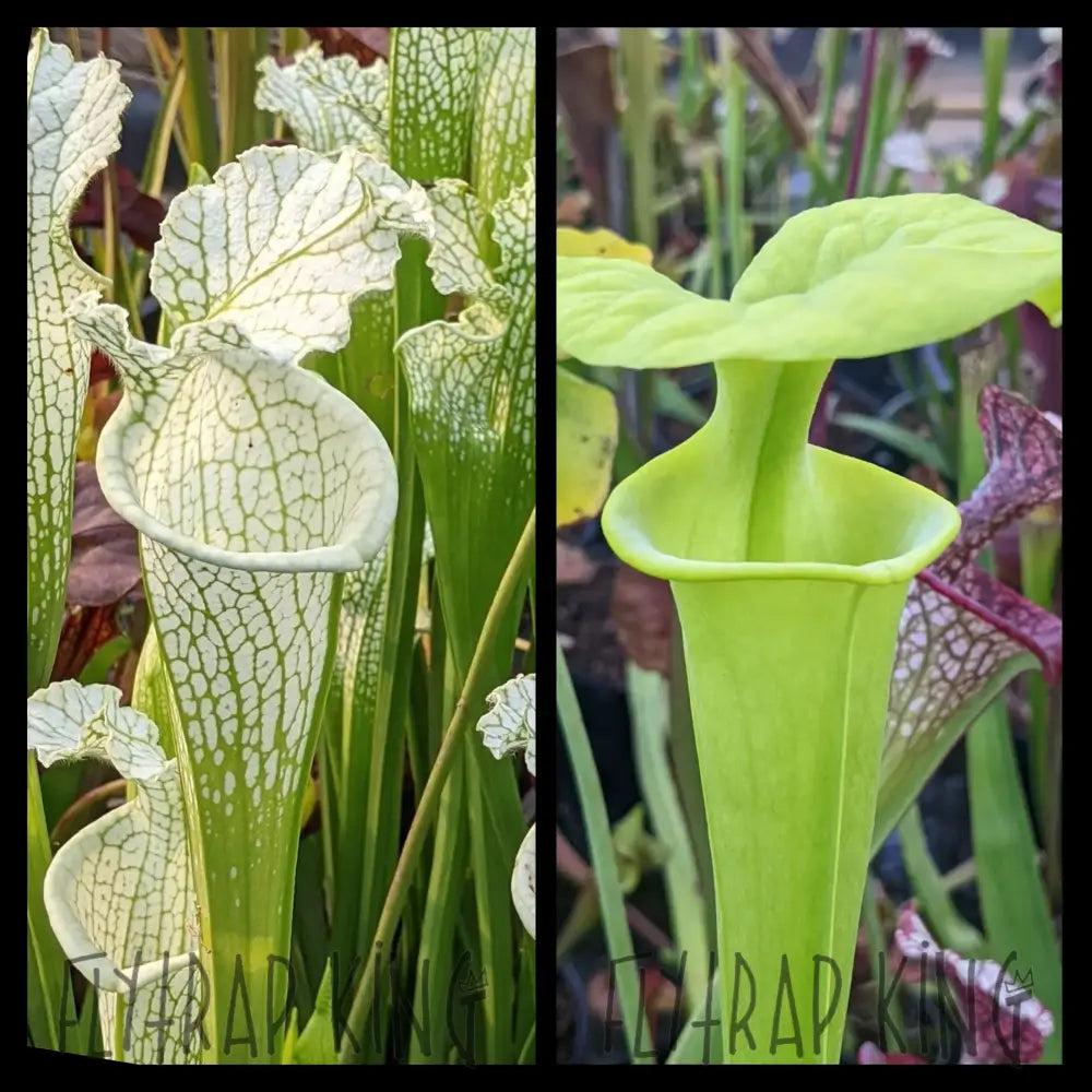 Sarracenia leucophylla “Albino” x flava “Brunswick Albino” seeds