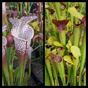 Sarracenia leucophylla “Bright red covington” x alata “maroon throat” seeds