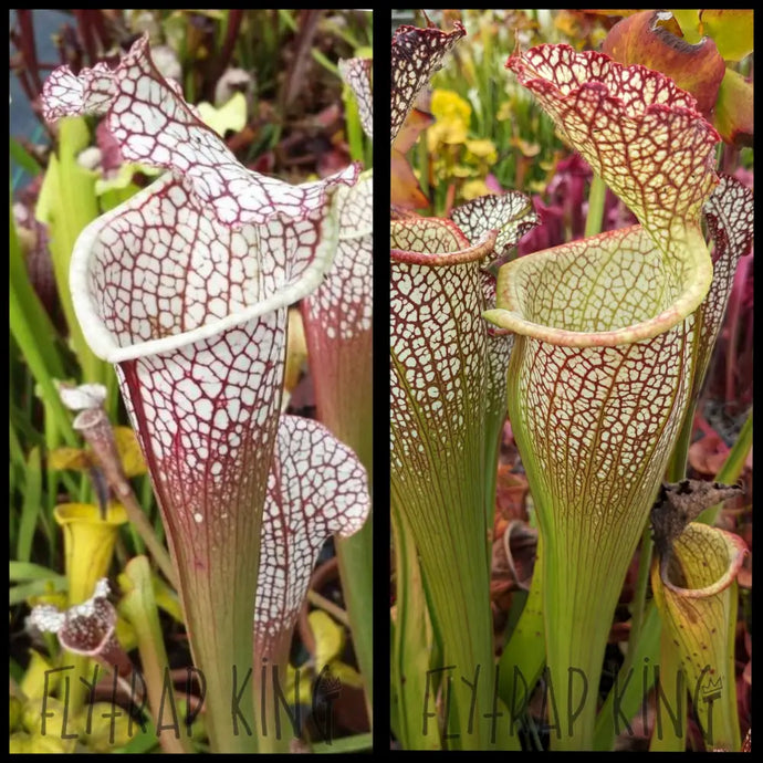 Sarracenia leucophylla “Cronus” x “Elvis Wilkerson” seeds