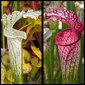 Sarracenia leucophylla “down petiole” x leucophylla “MKL53” seeds