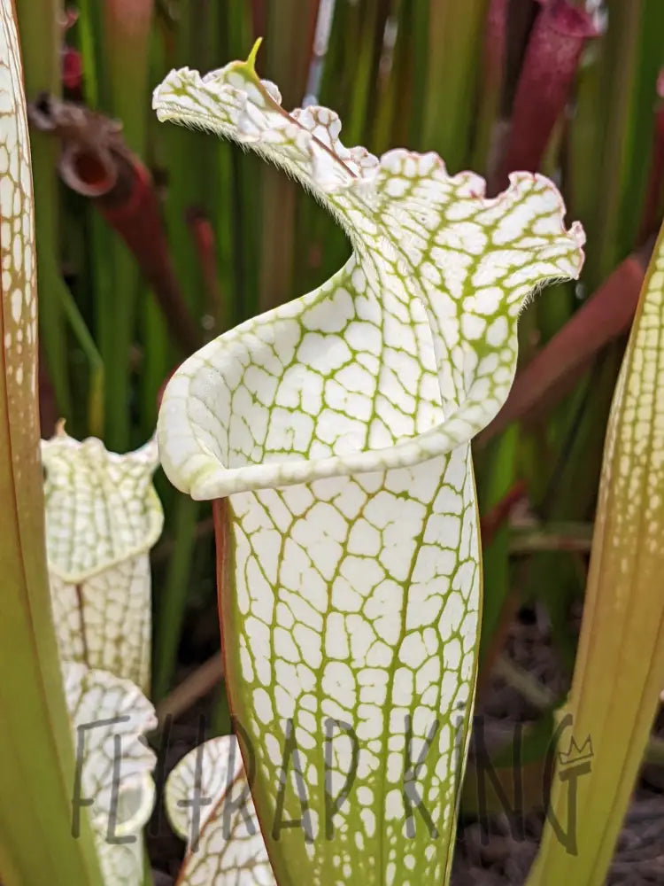 Sarracenia leucophylla ’Hurricane Creek White’ ’clone D’ pitcher plant 6’’ pot size