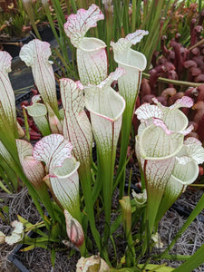 Sarracenia leucophylla 'Hurricane Creek White' "clone F" pitcher plant-Flytrap King