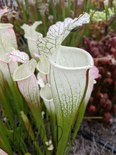 Load image into Gallery viewer, Sarracenia leucophylla &#39;Hurricane Creek White&#39; &quot;clone F&quot; pitcher plant-Flytrap King