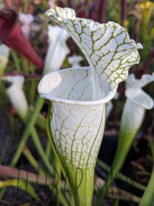 Sarracenia leucophylla 'Hurricane Creek White' "clone F" pitcher plant-Flytrap King