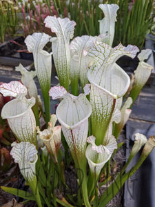 Sarracenia leucophylla 'Hurricane Creek White' "clone F" pitcher plant-Flytrap King