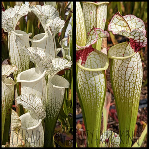 Sarracenia leucophylla ’Hurricane Creek White’ clone F x (’Lunchbox’ x umlauftiana) seeds