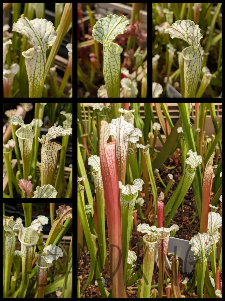 Sarracenia leucophylla ’Hurricane Creek White’ clone f x (readii x ’Schnell’s Ghost’) pitcher plant 3’’ pot size