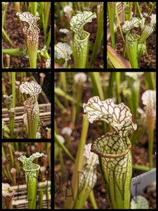 Sarracenia leucophylla ‘Hurricane Creek White’ clone F x “Toilet Trish” pitcher plant 3’’ pot size