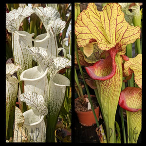 Sarracenia leucophylla ’Hurricane Creek White’ clone F x ’Yellow Hornet’ seeds