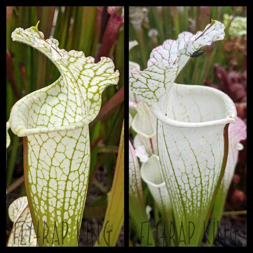 Sarracenia leucophylla ‘Hurricane Creek White’ seeds