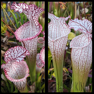 Sarracenia leucophylla ’Liberty’ x leucophylla ’Puffy Cheeks’ seeds