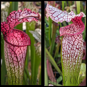 Sarracenia leucophylla ’MKL53’’ x (Bud Wilkerson x Wilkerson’s White Knight) seeds