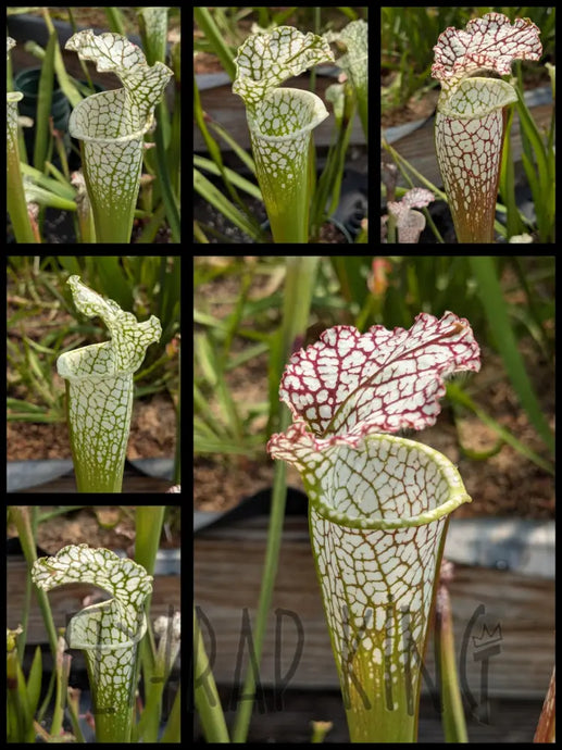 Sarracenia leucophylla pitcher plant